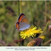 lycaena dispar krasnodar female1